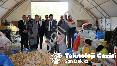 Dinar’da ceviz sezonu verimli başladı: Üretici memnun