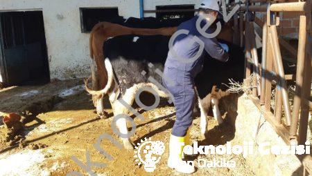 Aydın’da Şap Hastalığı Alarmı: Aşılama Çalışmaları Hız Kazandı