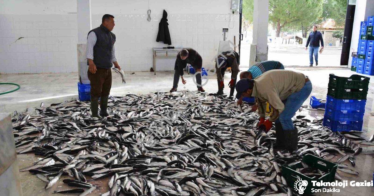 "Muğla’dan 618 Milyon Dolarlık Balık İhracatı Başarısı" başlıklı haber için fotorealistik, profesyon