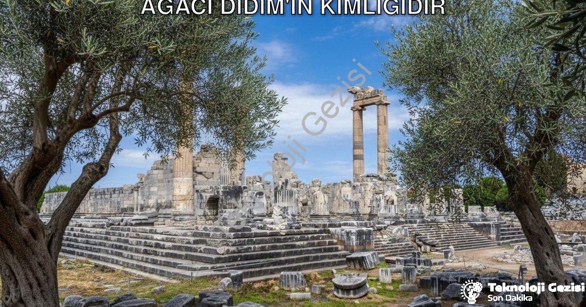 "Başkan Gençay'dan Anlamlı Mesaj: Zeytin Ağacı Didim'in Kimliğidir" başlıklı haber için fotorealisti