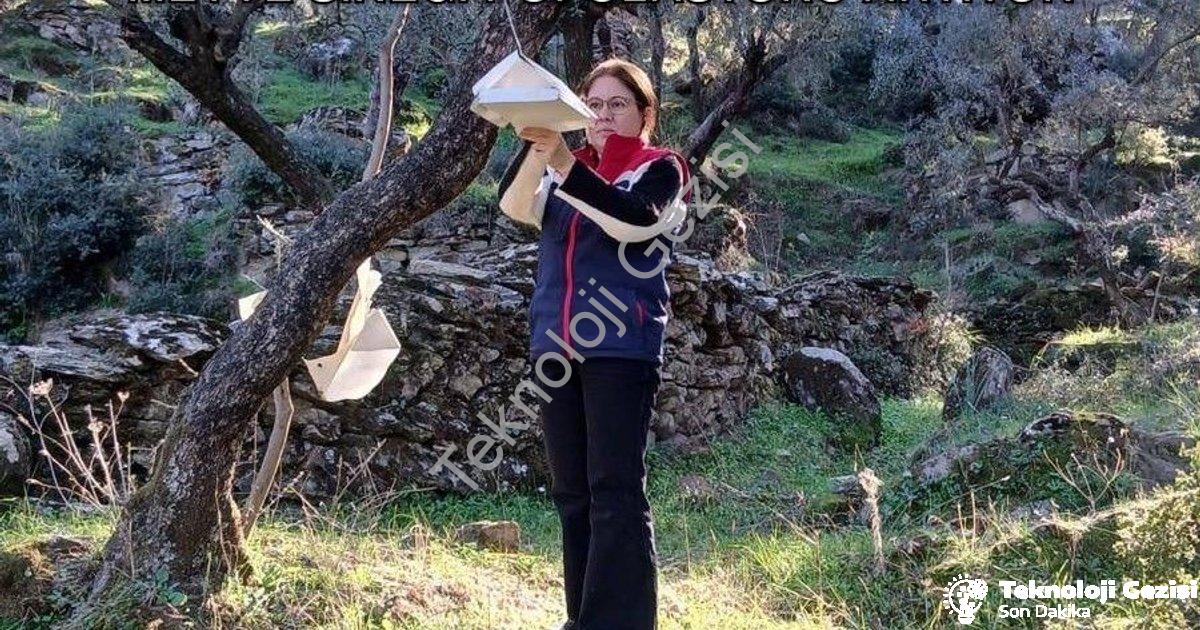"Söke Çiftçisine Kritik Uyarı: Akdeniz Meyve Sineği Popülasyonu Artıyor" başlıklı haber için fotorea