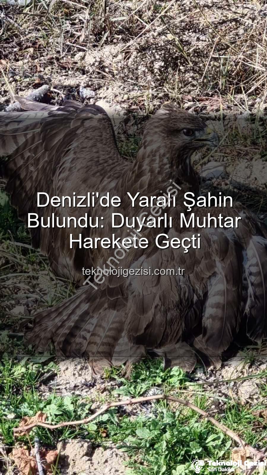 Denizli'de yaralı şahin - Denizli'de Yaralı Şahin Bulundu: Duyarlı Muhtar Harekete Geçti