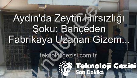 Aydın’da Zeytin Hırsızlığı Şoku: Bahçeden Fabrikaya Uzanan Gizem Çözüldü, 2 Şüpheli Yakalandı