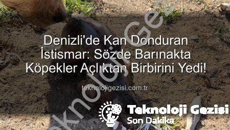 Denizli’de Kan Donduran İstismar: Sözde Barınakta Köpekler Açlıktan Birbirini Yedi!