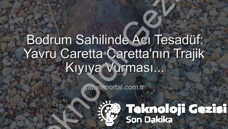 Bodrum Sahillerinde Üzücü Keşif: Yavru Caretta Caretta Ölü Bulundu