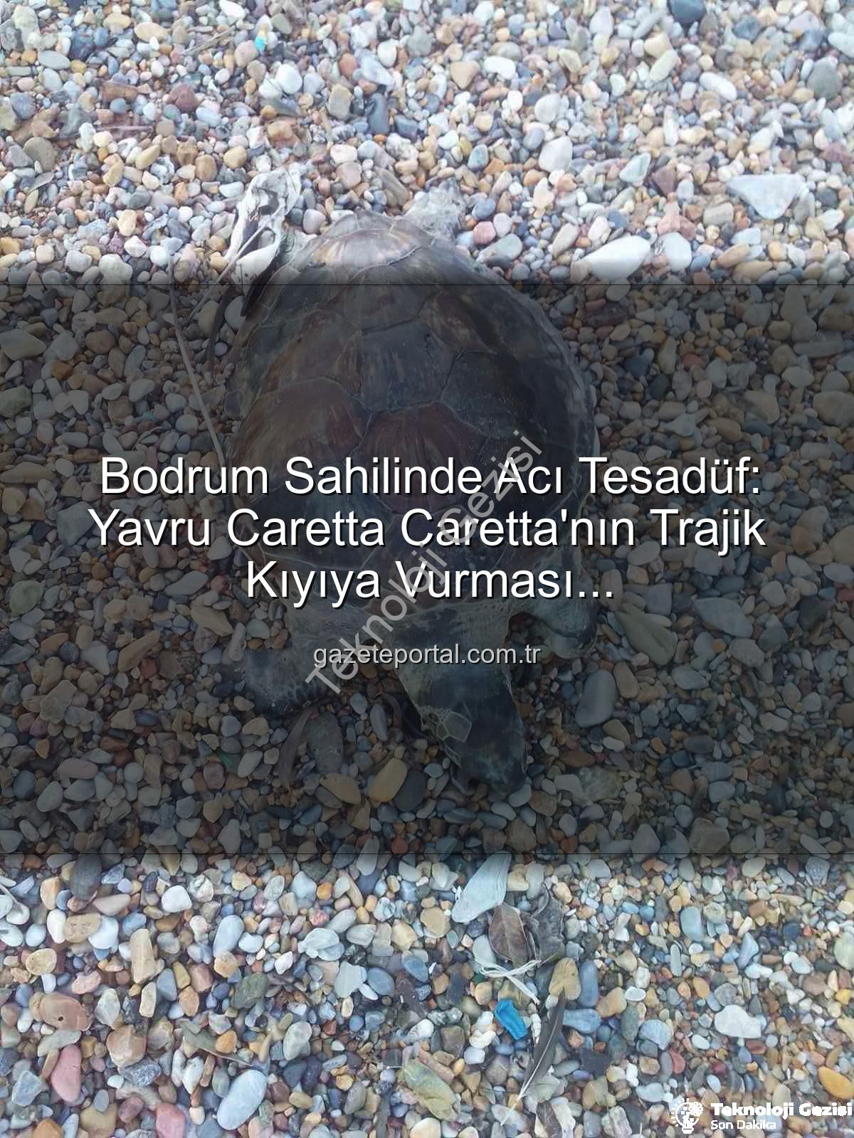 yavru caretta caretta - Bodrum Sahillerinde Üzücü Keşif: Yavru Caretta Caretta Ölü Bulundu