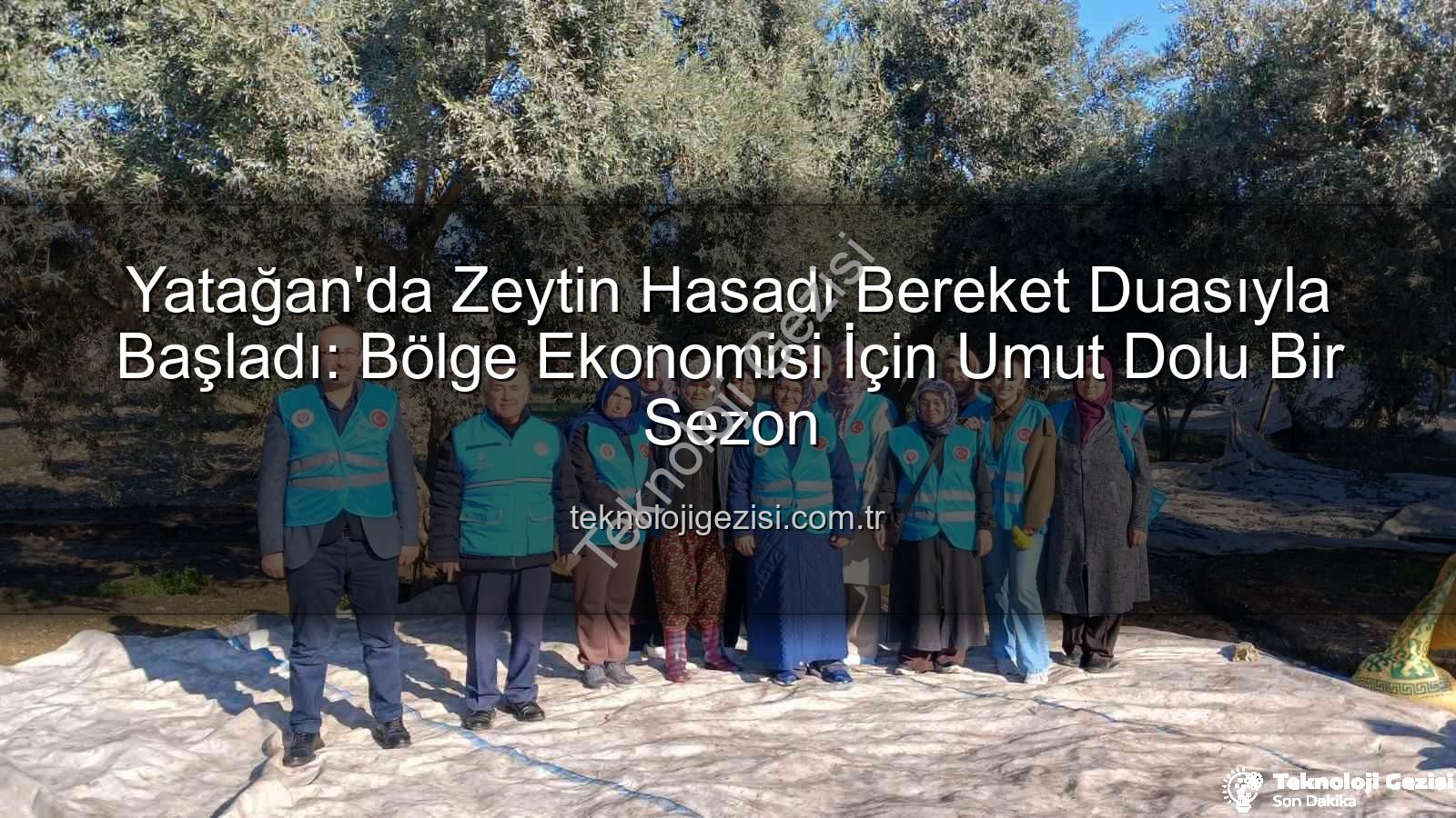 zeytin hasadı - Yatağan'da Zeytin Hasadı Bereket Duasıyla Başladı: Bölge Ekonomisi İçin Umut Dolu Bir Sezon
