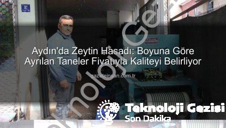 Aydın’da Zeytin Hasadı ve Fiyatlandırma: Boyut ve Kalite Fiyatı Belirliyor