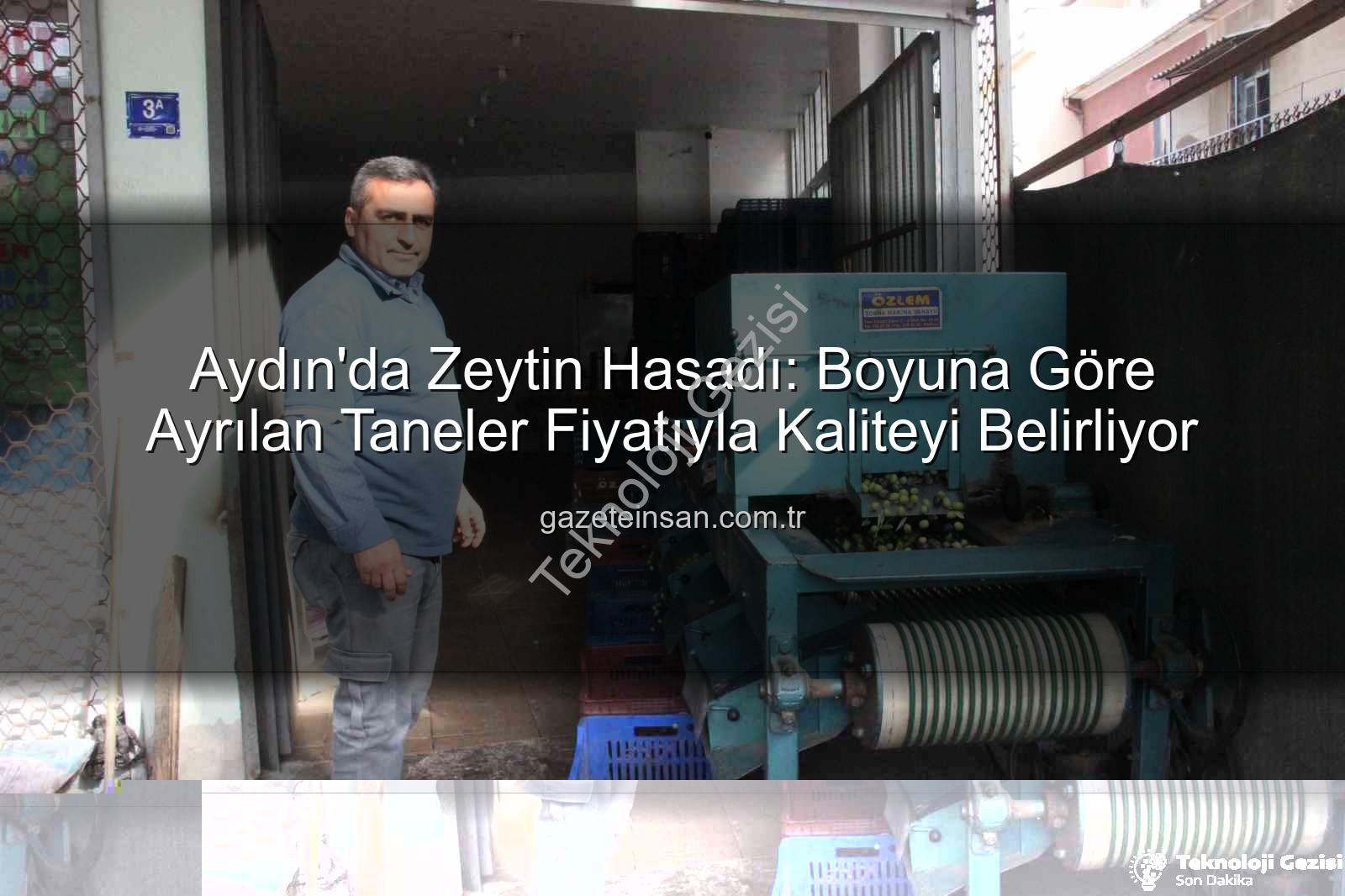 zeytin hasadı - Aydın'da Zeytin Hasadı ve Fiyatlandırma: Boyut ve Kalite Fiyatı Belirliyor