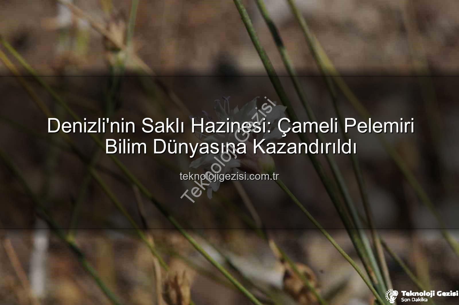 Çameli pelemiri - Denizli'nin Saklı Hazinesi: Çameli Pelemiri Bilim Dünyasına Kazandırıldı