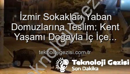 İzmir Sokakları Yaban Domuzlarına Teslim: Kent Yaşamı Doğayla İç İçe Geçti