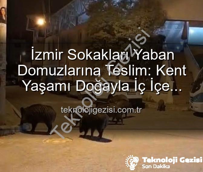 yaban domuzu - İzmir Sokakları Yaban Domuzlarına Teslim: Kent Yaşamı Doğayla İç İçe Geçti